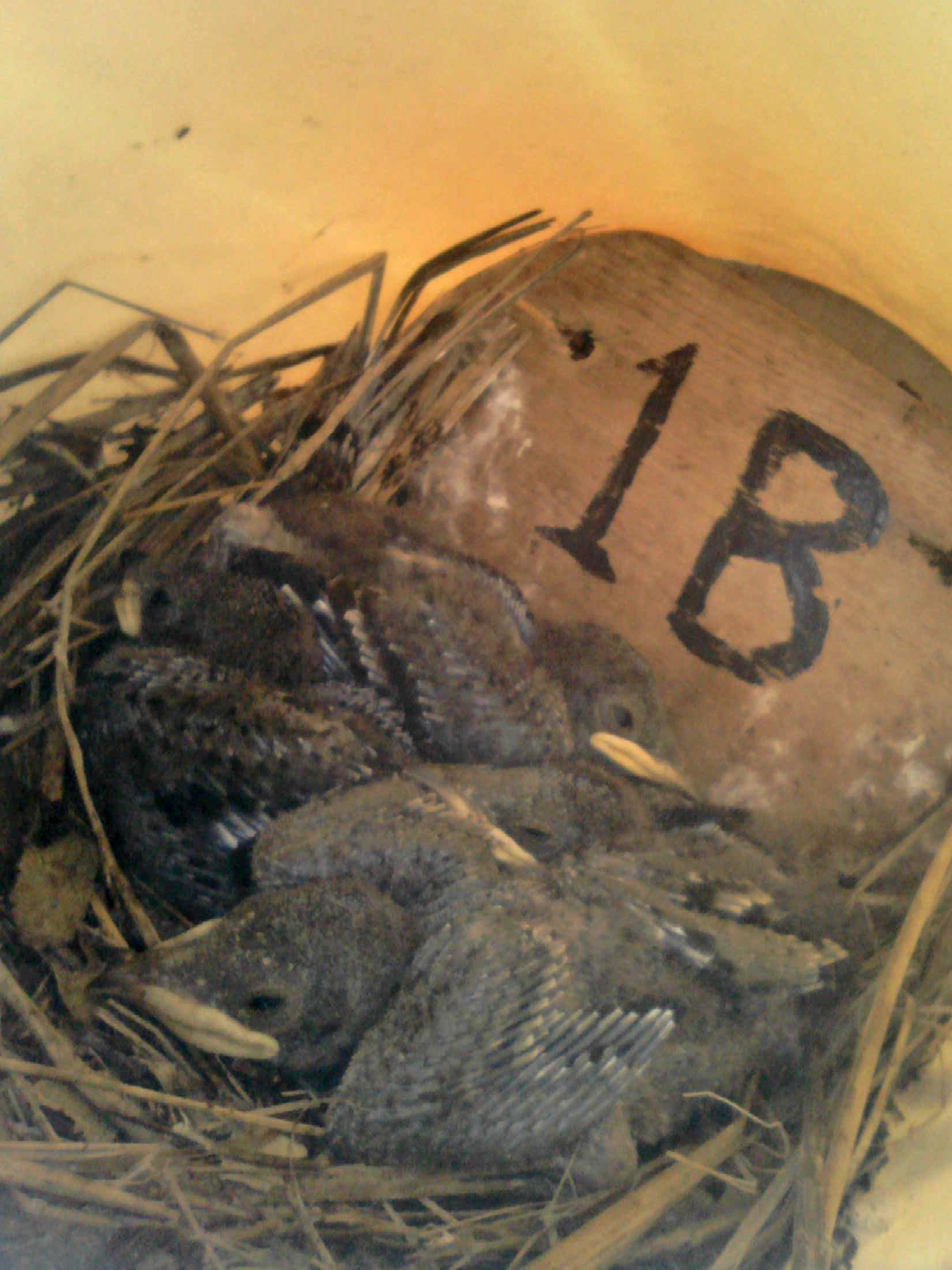 OPAS 1B